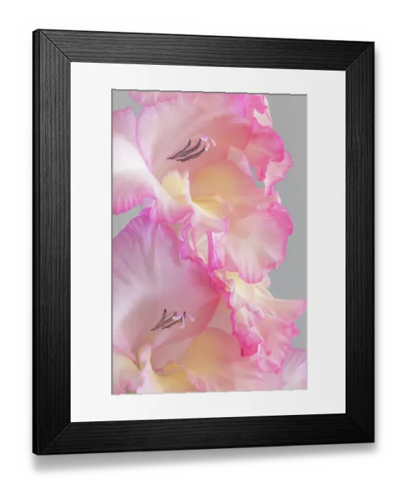 Framed Print : USA, Washington State, Seabeck. Gladiola blossoms close-up. ©Don Paulson  /  Jaynes Gallery  /  DanitaDelimont.com