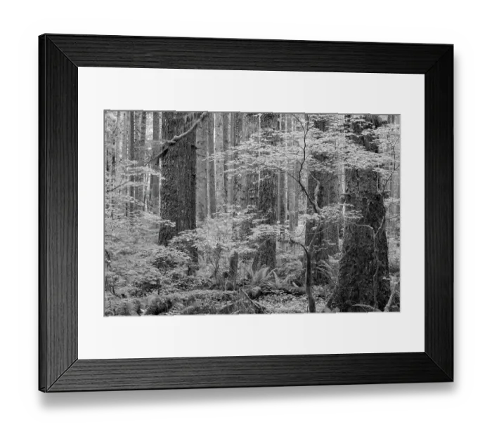 Framed Print : USA, Washington State, Olympic National Park. Forest with tree trunks and young vine maple trees. ©Don Paulson / Jaynes Gallery / DanitaDelimont.com Framed Print : USA, Washington State, Olympic National Park. Forest with tree trunks and young vine maple trees. ©Don Paulson / Jaynes Gallery / DanitaDelimont.com