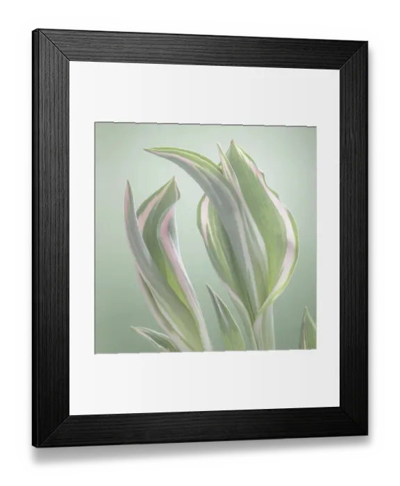 Framed Print : USA, Washington State, Seabeck. Tulip leaves in early spring. ©Don Paulson  /  Jaynes Gallery  /  DanitaDelimont.com