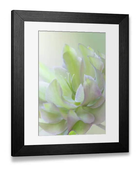 Framed Print : USA, Washington State, Seabeck, USA, Washington State, Seabeck. Lenten rose petals close-up. ©Don Paulson  /  Jaynes Gallery  /  DanitaDelimont.com
