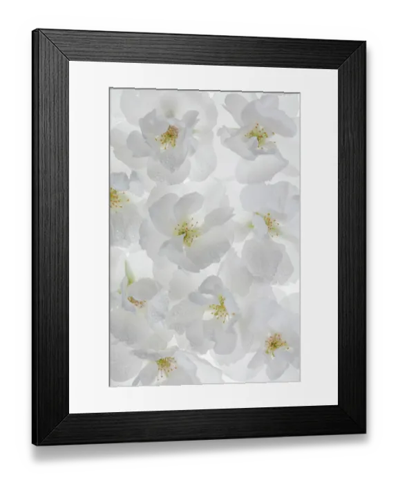 Framed Print : USA, Washington State, Seabeck. Fuji cherry blossoms close-up. ©Don Paulson / Jaynes Gallery / DanitaDelimont.com Framed Print : USA, Washington State, Seabeck. Fuji cherry blossoms close-up. ©Don Paulson / Jaynes Gallery / DanitaDelimont.com