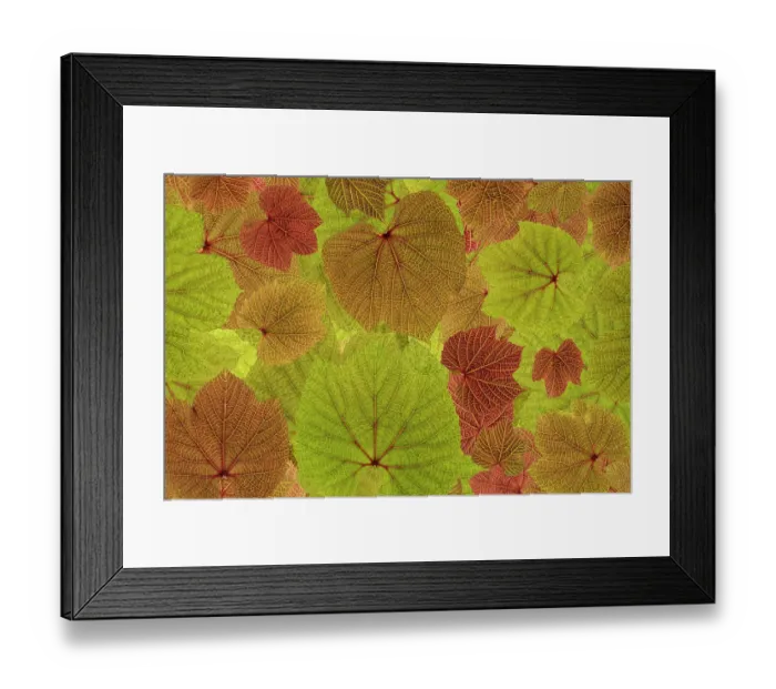 Framed Print : USA, Washington State, Seabeck, USA, Washington State, Seabeck. Grape leaves close-up. ©Don Paulson  /  Jaynes Gallery  /  DanitaDelimont.com