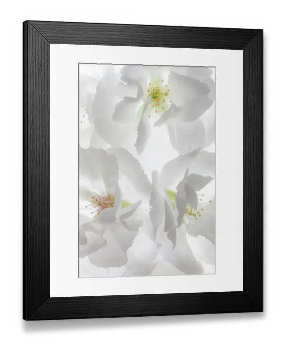 Framed Print : USA, Washington State, Seabeck. Fuji cherry blossoms close-up. ©Don Paulson / Jaynes Gallery / DanitaDelimont.com Framed Print : USA, Washington State, Seabeck. Fuji cherry blossoms close-up. ©Don Paulson / Jaynes Gallery / DanitaDelimont.com