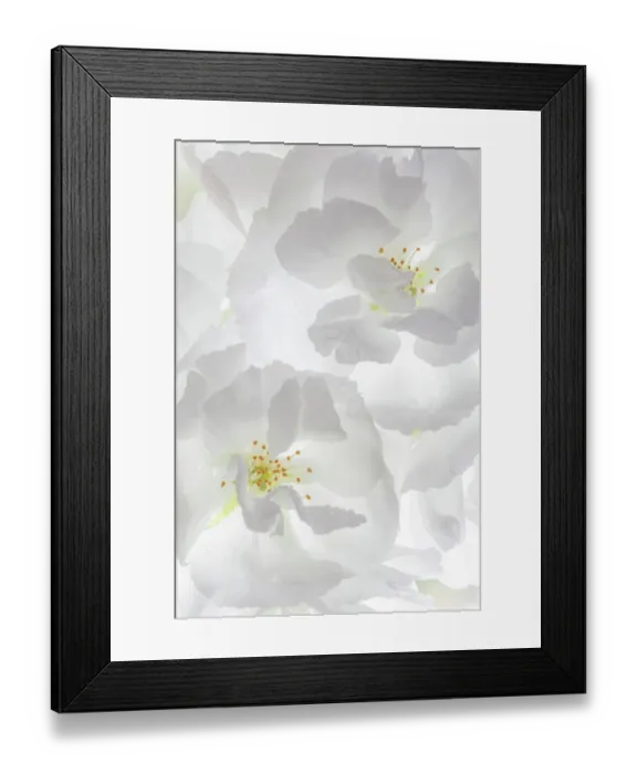 Framed Print : USA, Washington State, Seabeck. Fuji cherry blossoms close-up. ©Don Paulson / Jaynes Gallery / DanitaDelimont.com Framed Print : USA, Washington State, Seabeck. Fuji cherry blossoms close-up. ©Don Paulson / Jaynes Gallery / DanitaDelimont.com