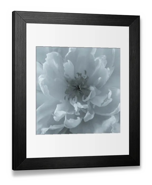 Framed Print : USA, Washington State, Seabeck. Close-up of peony flower. ©Don Paulson  /  Jaynes Gallery  /  DanitaDelimont.com