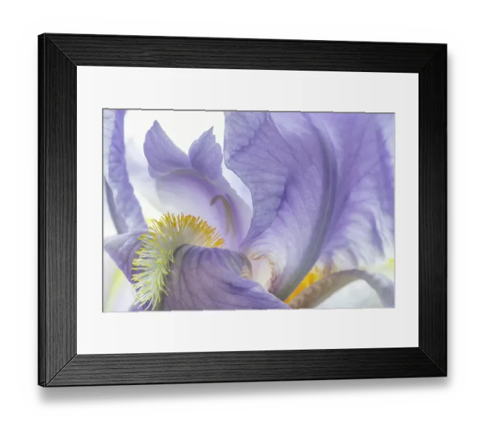Framed Print : USA, Washington State, Seabeck. Purple iris flower close-up. ©Don Paulson  /  Jaynes Gallery  /  DanitaDelimont.com