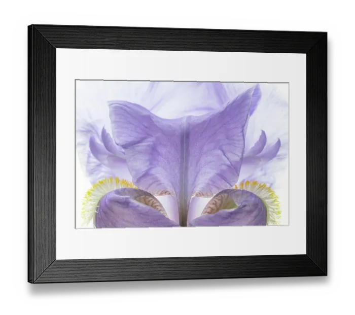 Framed Print : USA, Washington State, Seabeck. Purple iris flower close-up. ©Don Paulson  /  Jaynes Gallery  /  DanitaDelimont.com