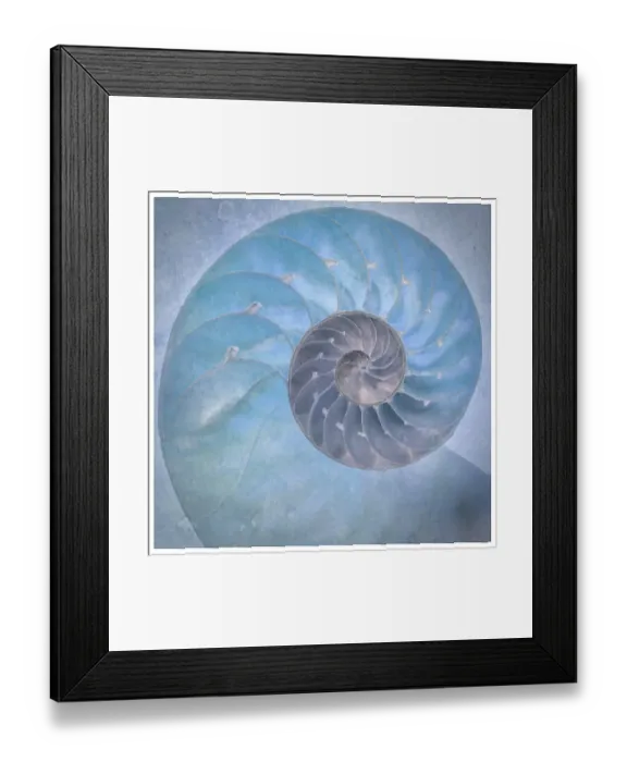 Framed Print : USA, Washington State, Seabeck. Close-up of nautilus shell. ©Don Paulson / Jaynes Gallery / DanitaDelimont.com Framed Print : USA, Washington State, Seabeck. Close-up of nautilus shell. ©Don Paulson / Jaynes Gallery / DanitaDelimont.com