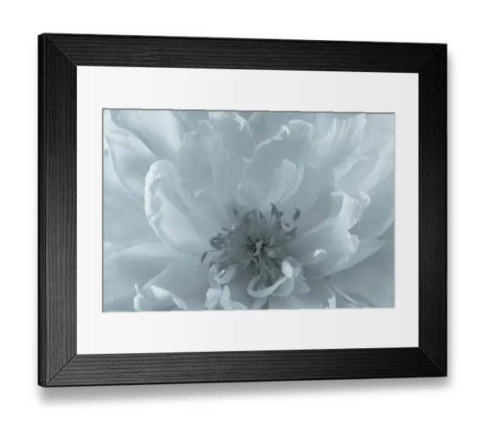 Framed Print : USA, Washington State, Seabeck. Close-up of peony flower. ©Don Paulson / Jaynes Gallery / DanitaDelimont.com Framed Print : USA, Washington State, Seabeck. Close-up of peony flower. ©Don Paulson / Jaynes Gallery / DanitaDelimont.com