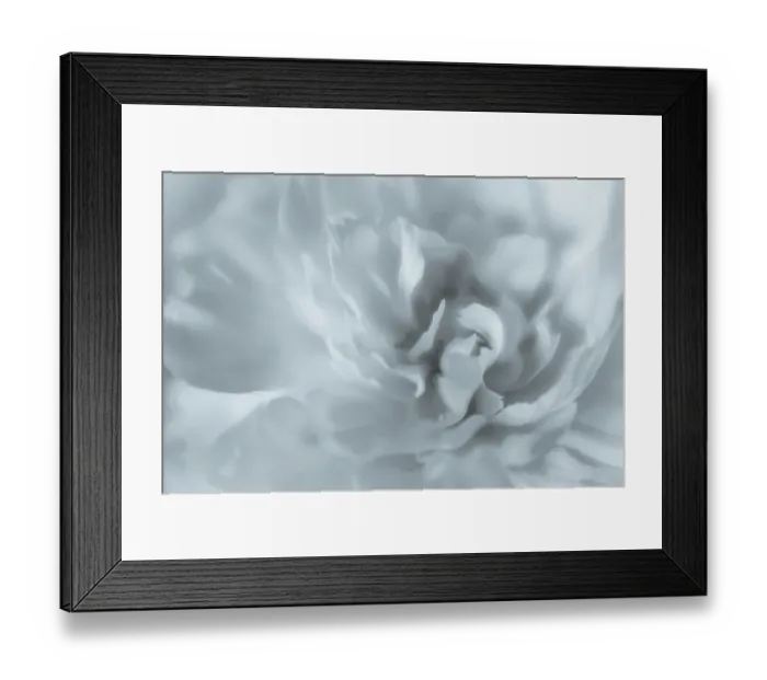 Framed Print : USA, Washington State, Seabeck. Peony flower close-up. ©Don Paulson  /  Jaynes Gallery  /  DanitaDelimont.com