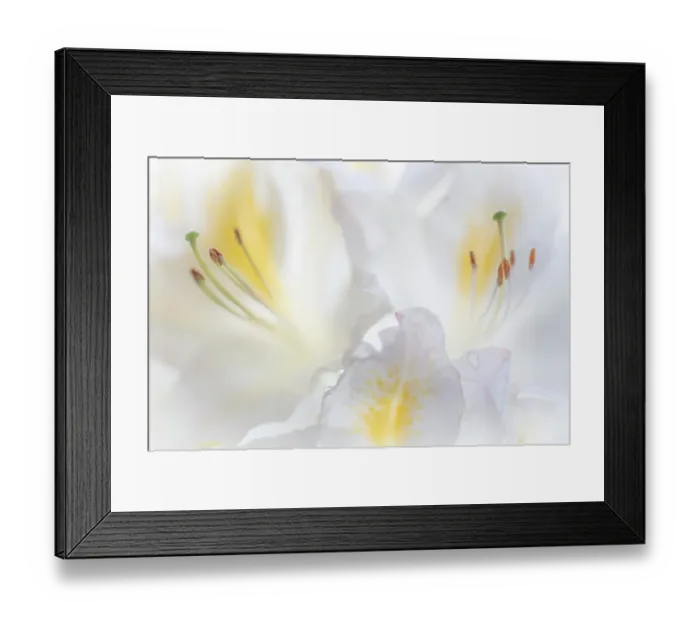 Framed Print : USA, Washington State, Seabeck. Close-up of white azalea flower. ©Don Paulson / Jaynes Gallery / DanitaDelimont.com Framed Print : USA, Washington State, Seabeck. Close-up of white azalea flower. ©Don Paulson / Jaynes Gallery / DanitaDelimont.com
