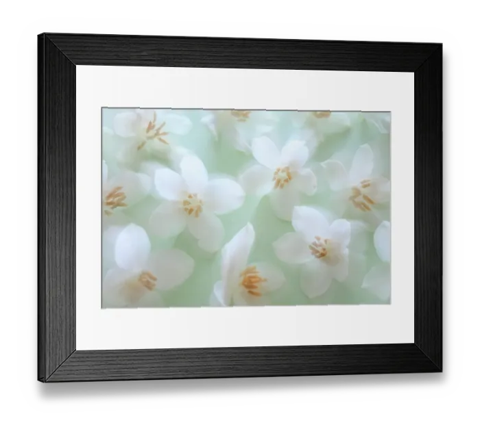 Framed Print : USA, Washington State, Seabeck. Japanese snowbell blossoms and raindrops. ©Don Paulson / Jaynes Gallery / DanitaDelimont.com Framed Print : USA, Washington State, Seabeck. Japanese snowbell blossoms and raindrops. ©Don Paulson / Jaynes Gallery / DanitaDelimont.com