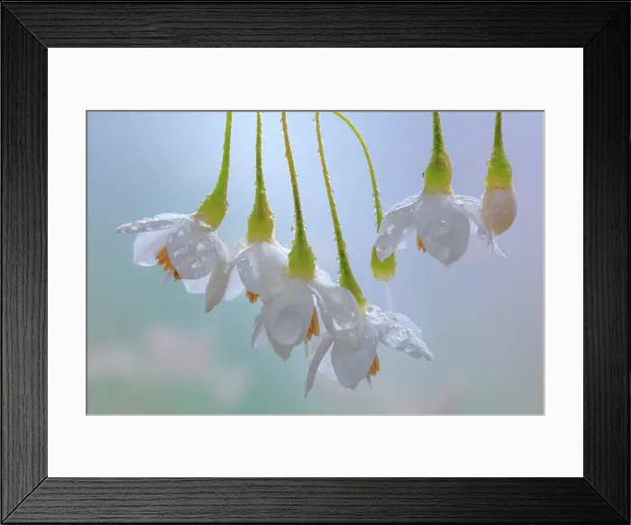 Framed Print : USA, Washington State, Seabeck. Japanese snowbell blossoms and raindrops. ©Don Paulson / Jaynes Gallery / DanitaDelimont.com Framed Print : USA, Washington State, Seabeck. Japanese snowbell blossoms and raindrops. ©Don Paulson / Jaynes Gallery / DanitaDelimont.com