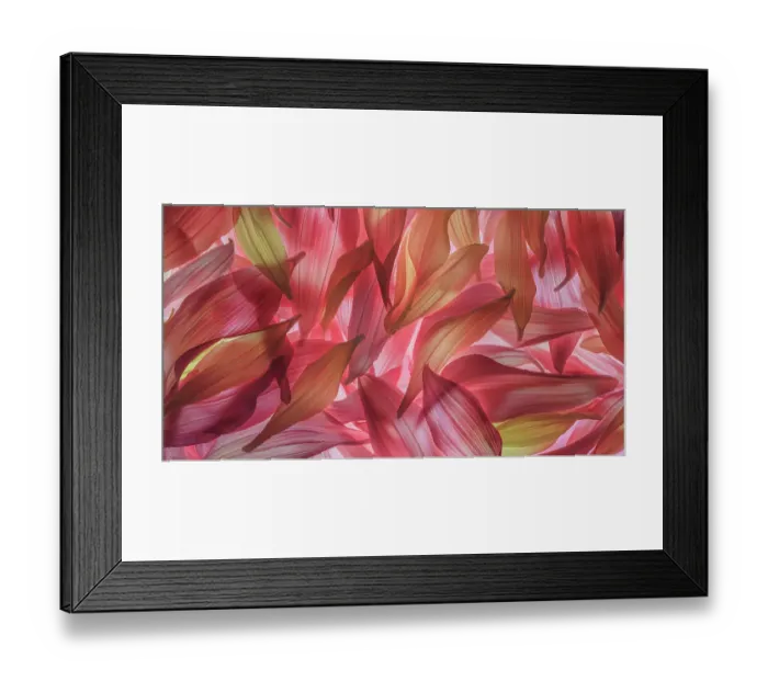Framed Print : USA, Washington State, Seabeck. Panoramic of dahlia petals. ©Don Paulson / Jaynes Gallery / DanitaDelimont.com Framed Print : USA, Washington State, Seabeck. Panoramic of dahlia petals. ©Don Paulson / Jaynes Gallery / DanitaDelimont.com