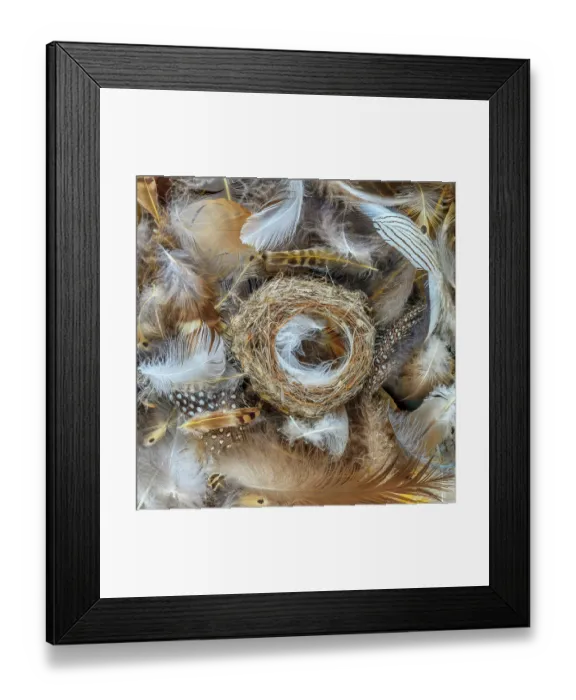 Framed Print : USA, Washington State, Seabeck, USA, Washington State, Seabeck. Bird nest and feathers close-up. ©Don Paulson / Jaynes Gallery / DanitaDelimont.com Framed Print : USA, Washington State, Seabeck, USA, Washington State, Seabeck. Bird nest and feathers close-up. ©Don Paulson / Jaynes Gallery / DanitaDelimont.com