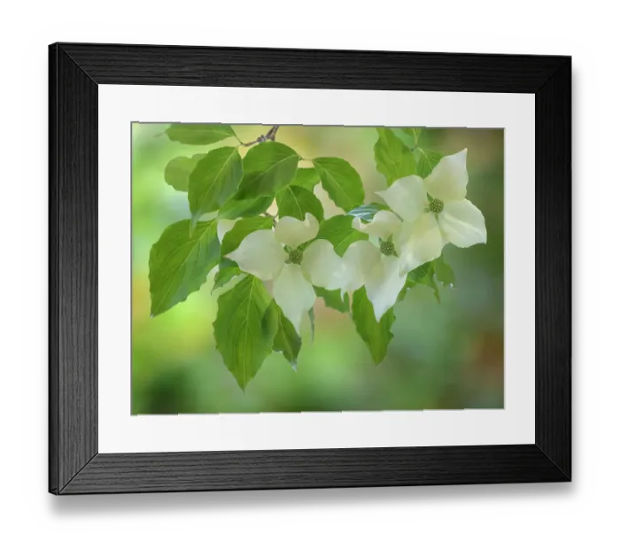 Framed Print : USA, Washington State, Seabeck. Kousa dogwood foliage and blossoms close-up. ©Don Paulson  /  Jaynes Gallery  /  DanitaDelimont.com