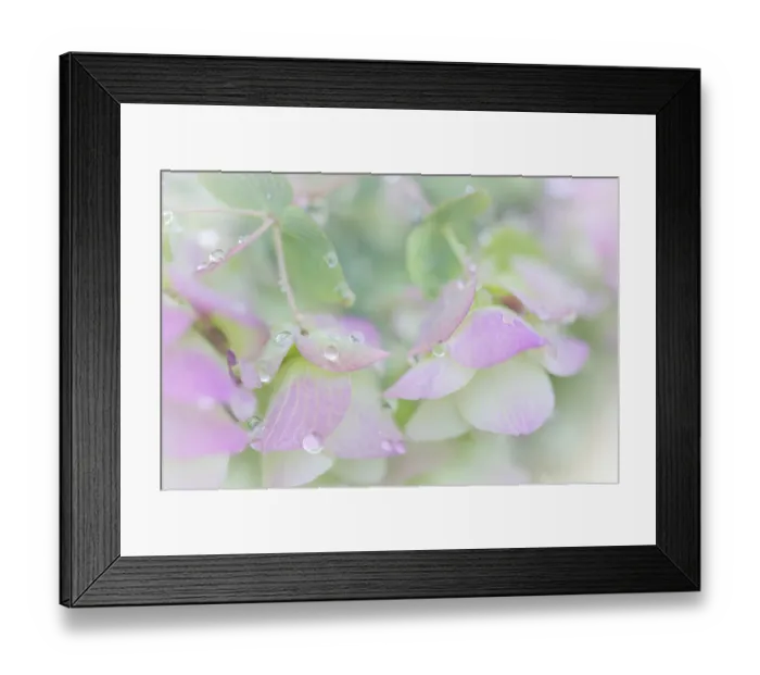 Framed Print : USA, Washington State, Seabeck. Ornamental oregano petals with raindrops. ©Don Paulson / Jaynes Gallery / DanitaDelimont.com Framed Print : USA, Washington State, Seabeck. Ornamental oregano petals with raindrops. ©Don Paulson / Jaynes Gallery / DanitaDelimont.com