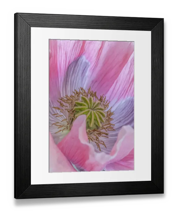 Framed Print : USA, Washington State, Seabeck. Poppy blossom close-up. ©Don Paulson  /  Jaynes Gallery  /  DanitaDelimont.com