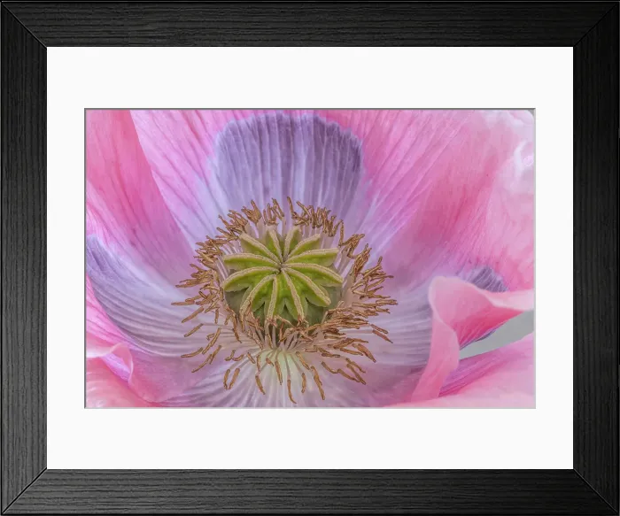 Framed Print : USA, Washington State, Seabeck. Poppy blossom close-up. ©Don Paulson / Jaynes Gallery / DanitaDelimont.com Framed Print : USA, Washington State, Seabeck. Poppy blossom close-up. ©Don Paulson / Jaynes Gallery / DanitaDelimont.com