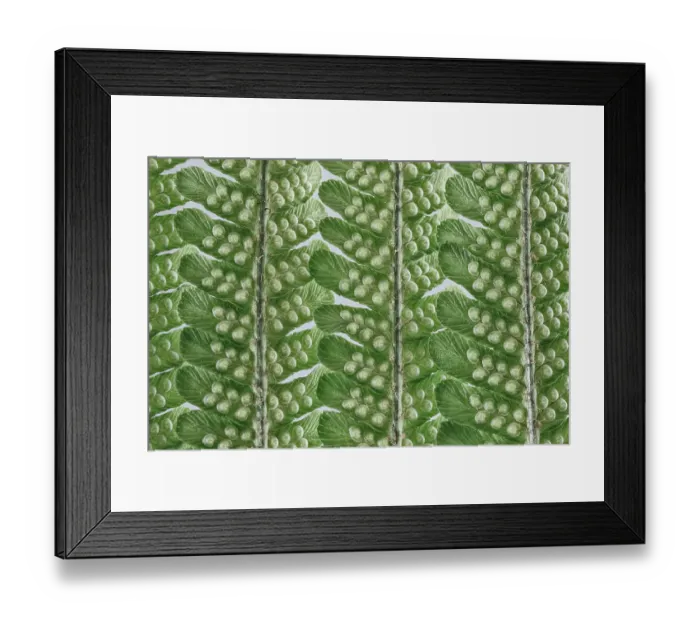 Framed Print : USA, Washington State, Seabeck. Fern frond patterns and shapes. ©Don Paulson  /  Jaynes Gallery  /  DanitaDelimont.com