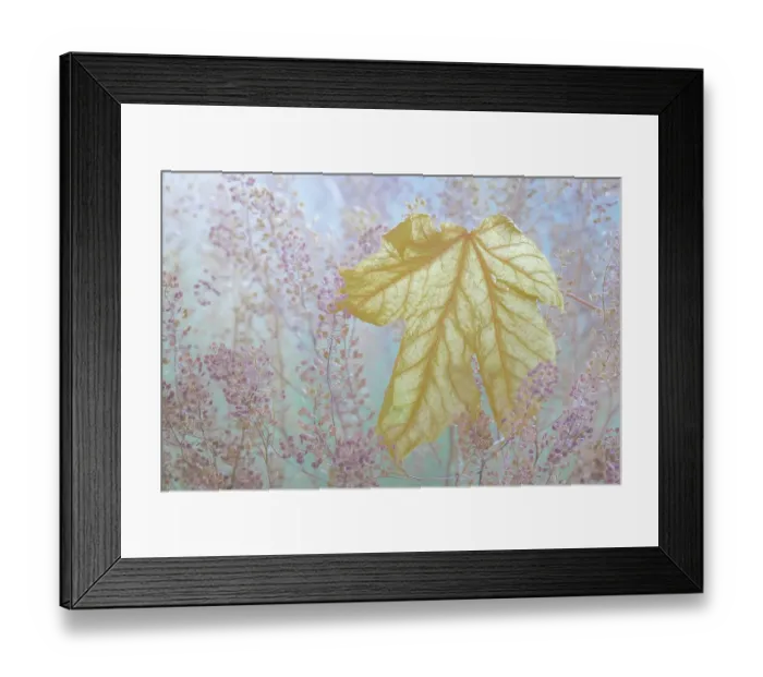 Framed Print : USA, Washington State, Seabeck. Fallen bigleaf maple leaf close-up. ©Don Paulson / Jaynes Gallery / DanitaDelimont.com Framed Print : USA, Washington State, Seabeck. Fallen bigleaf maple leaf close-up. ©Don Paulson / Jaynes Gallery / DanitaDelimont.com