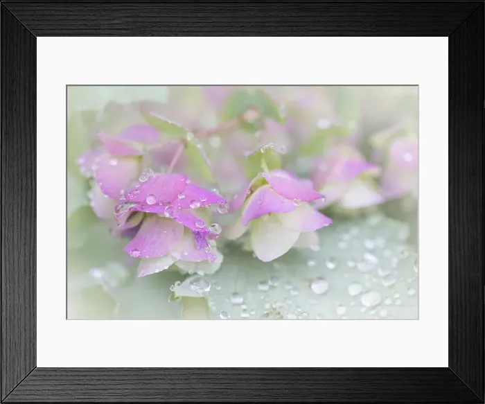 Framed Print : USA, Washington State, Seabeck. Ornamental oregano petals with raindrops. ©Don Paulson / Jaynes Gallery / DanitaDelimont.com Framed Print : USA, Washington State, Seabeck. Ornamental oregano petals with raindrops. ©Don Paulson / Jaynes Gallery / DanitaDelimont.com