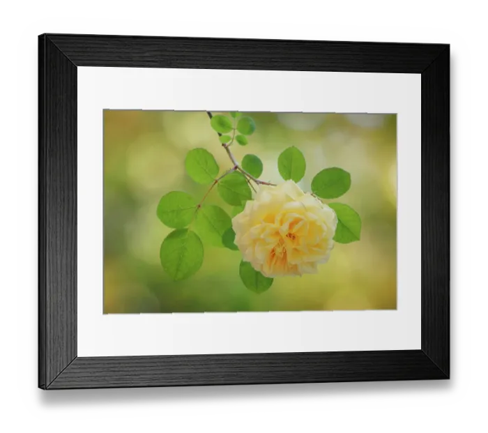 Framed Print : USA, Washington State, Seabeck. Yellow rose close-up. ©Don Paulson / Jaynes Gallery / DanitaDelimont.com Framed Print : USA, Washington State, Seabeck. Yellow rose close-up. ©Don Paulson / Jaynes Gallery / DanitaDelimont.com