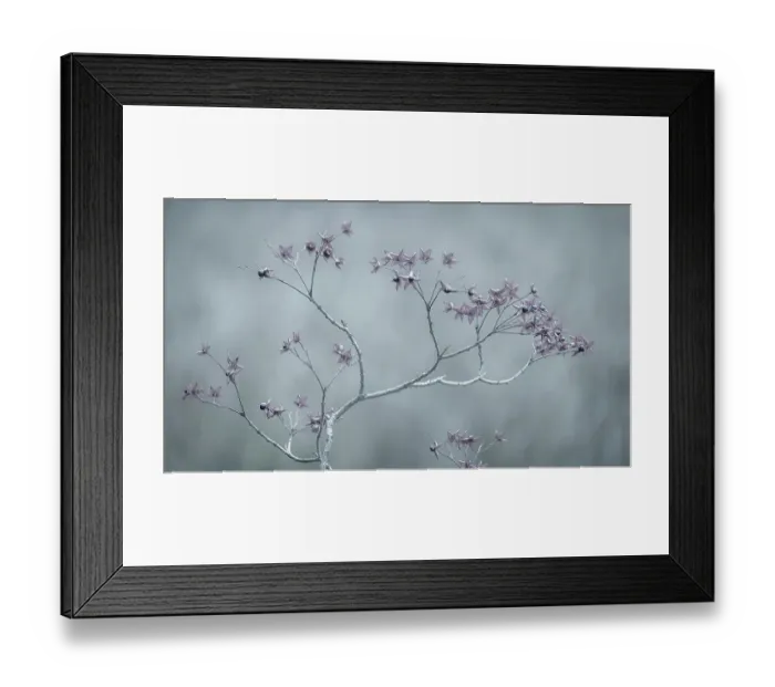Framed Print : USA, Washington State, Seabeck. Harlequin glorybower branch in blue tones. ©Don Paulson / Jaynes Gallery / DanitaDelimont.com Framed Print : USA, Washington State, Seabeck. Harlequin glorybower branch in blue tones. ©Don Paulson / Jaynes Gallery / DanitaDelimont.com