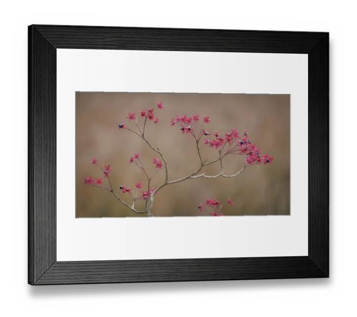 Framed Print : USA, Washington State, Seabeck. Harlequin glorybower branches and foliage. ©Don Paulson  /  Jaynes Gallery  /  DanitaDelimont.com