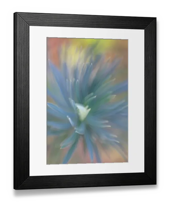 Framed Print : USA, Washington State, Seabeck. Multiple exposure abstract of euphorbia flower. ©Don Paulson  /  Jaynes Gallery  /  DanitaDelimont.com
