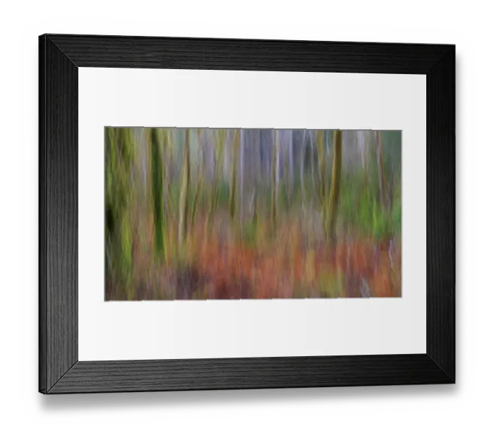 Framed Print : USA, Washington State, Seabeck. Forest abstract. ©Don Paulson  /  Jaynes Gallery  /  DanitaDelimont.com