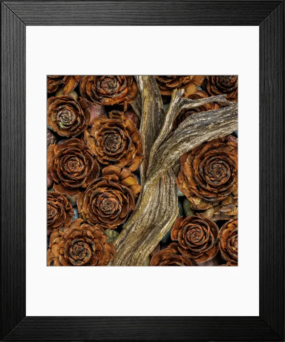Framed Print : USA, Washington State, Seabeck. Cedar cones and driftwood. ©Don Paulson / Jaynes Gallery / DanitaDelimont.com Framed Print : USA, Washington State, Seabeck. Cedar cones and driftwood. ©Don Paulson / Jaynes Gallery / DanitaDelimont.com
