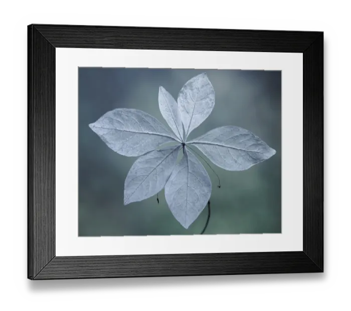 Framed Print : USA, Washington State, Seabeck. Western starflower leaves in fall. ©Don Paulson  /  Jaynes Gallery  /  DanitaDelimont.com