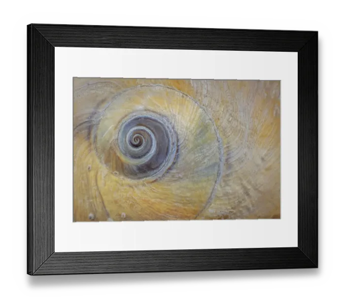 Framed Print : USA, Washington State, Seabeck. Moon snail shell close-up. ©Don Paulson / Jaynes Gallery / DanitaDelimont.com Framed Print : USA, Washington State, Seabeck. Moon snail shell close-up. ©Don Paulson / Jaynes Gallery / DanitaDelimont.com
