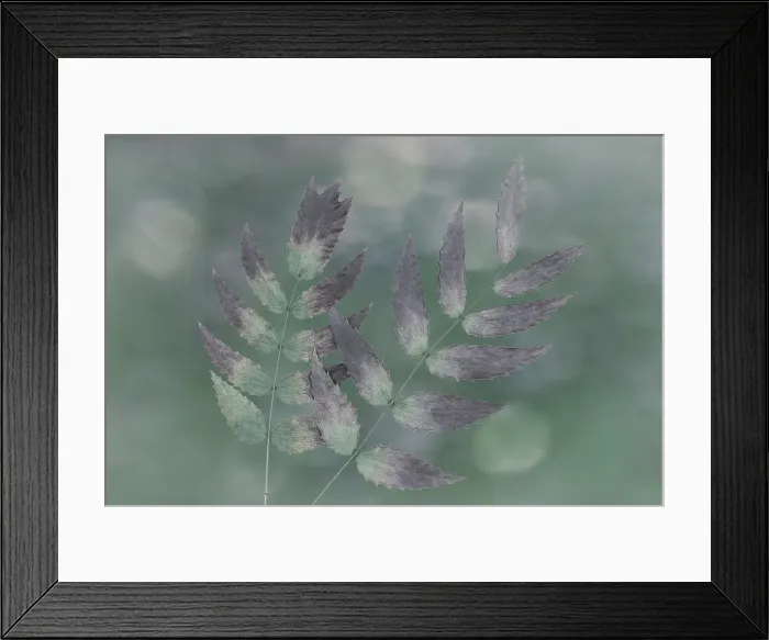 Framed Print : USA, Washington State, Seabeck. Oregon grape leaves close-up. ©Don Paulson  /  Jaynes Gallery  /  DanitaDelimont.com