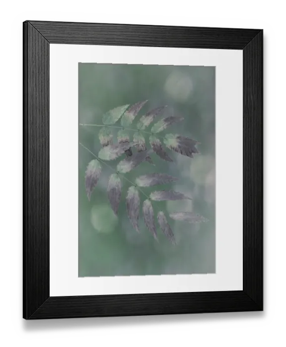 Framed Print : USA, Washington State, Seabeck. Oregon grape leaves close-up. ©Don Paulson / Jaynes Gallery / DanitaDelimont.com Framed Print : USA, Washington State, Seabeck. Oregon grape leaves close-up. ©Don Paulson / Jaynes Gallery / DanitaDelimont.com