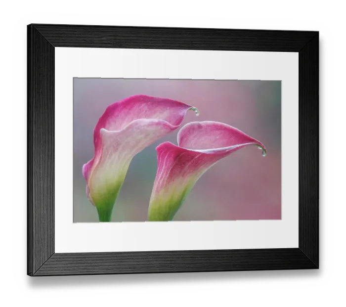 Framed Print : USA, Washington State, Seabeck. Close-up of calla lilies. ©Don Paulson / Jaynes Gallery / DanitaDelimont.com Framed Print : USA, Washington State, Seabeck. Close-up of calla lilies. ©Don Paulson / Jaynes Gallery / DanitaDelimont.com