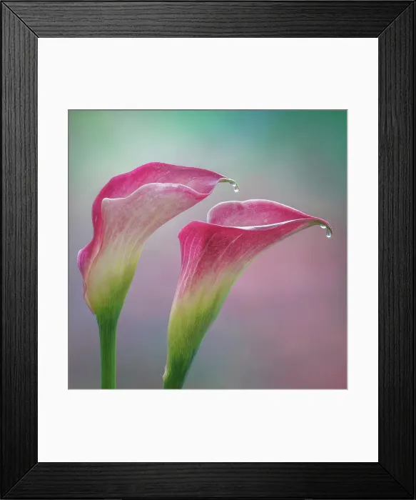 Framed Print : USA, Washington State, Seabeck. Close-up of calla lilies. ©Don Paulson  /  Jaynes Gallery  /  DanitaDelimont.com