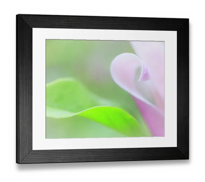 Framed Print : USA, Washington State, Seabeck. Tulip magnolia flower and leaf. ©Don Paulson / Jaynes Gallery / DanitaDelimont.com Framed Print : USA, Washington State, Seabeck. Tulip magnolia flower and leaf. ©Don Paulson / Jaynes Gallery / DanitaDelimont.com