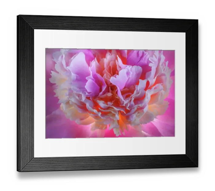 Framed Print : USA, Washington State, Seabeck. Peony blossom petals close-up. ©Don Paulson / Jaynes Gallery / DanitaDelimont.com Framed Print : USA, Washington State, Seabeck. Peony blossom petals close-up. ©Don Paulson / Jaynes Gallery / DanitaDelimont.com
