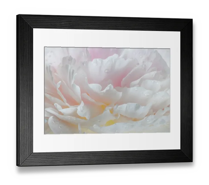 Framed Print : USA, Washington State, Seabeck. Raindrops on peony flower. ©Don Paulson / Jaynes Gallery / DanitaDelimont.com Framed Print : USA, Washington State, Seabeck. Raindrops on peony flower. ©Don Paulson / Jaynes Gallery / DanitaDelimont.com