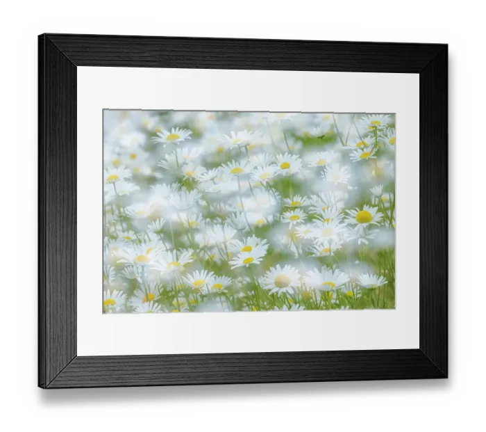 Framed Print : USA, Washington State, Seabeck. Multiple exposure of daisy flowers. ©Don Paulson / Jaynes Gallery / DanitaDelimont.com Framed Print : USA, Washington State, Seabeck. Multiple exposure of daisy flowers. ©Don Paulson / Jaynes Gallery / DanitaDelimont.com