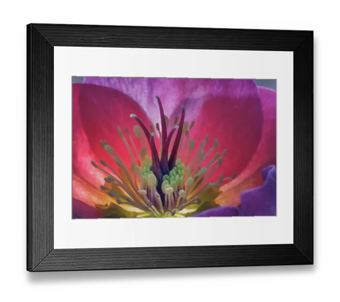 Framed Print : USA, Washington State, Seabeck. Purple hellebore flower close-up. ©Don Paulson / Jaynes Gallery / DanitaDelimont.com Framed Print : USA, Washington State, Seabeck. Purple hellebore flower close-up. ©Don Paulson / Jaynes Gallery / DanitaDelimont.com