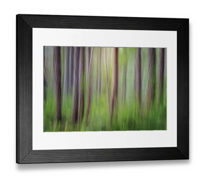 Framed Print : USA, Washington State, Seabeck. Forest abstract. ©Don Paulson / Jaynes Gallery / DanitaDelimont.com Framed Print : USA, Washington State, Seabeck. Forest abstract. ©Don Paulson / Jaynes Gallery / DanitaDelimont.com