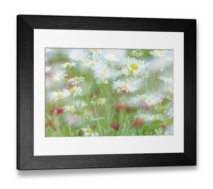Framed Print : USA, Washington State, Seabeck. Multiple exposure of daisy flowers. ©Don Paulson / Jaynes Gallery / DanitaDelimont.com Framed Print : USA, Washington State, Seabeck. Multiple exposure of daisy flowers. ©Don Paulson / Jaynes Gallery / DanitaDelimont.com