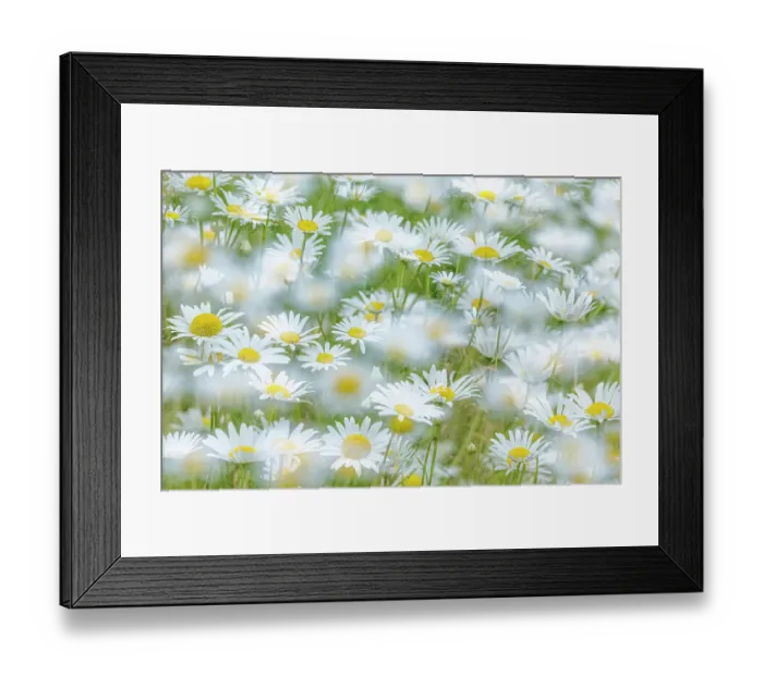 Framed Print : USA, Washington State, Seabeck. Multiple exposure of daisy flowers. ©Don Paulson  /  Jaynes Gallery  /  DanitaDelimont.com