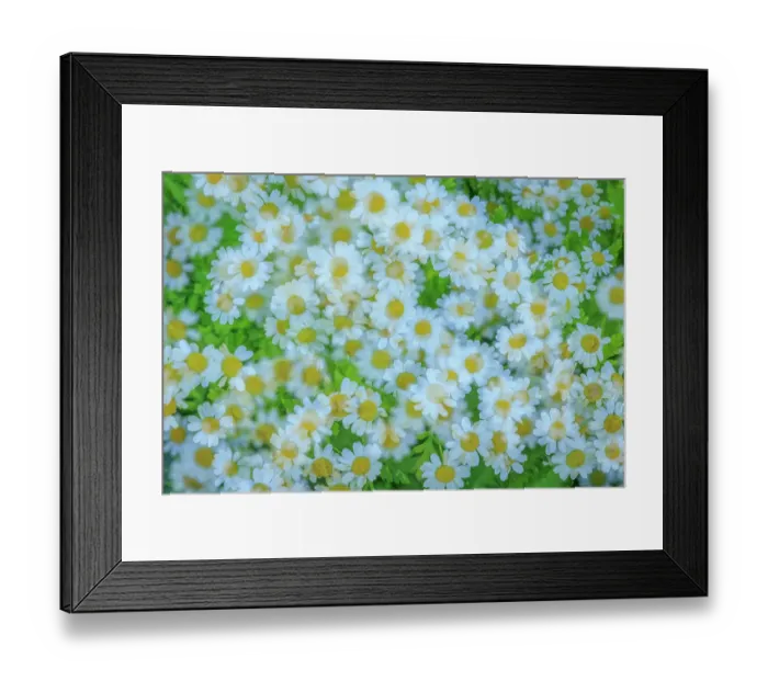 Framed Print : USA, Washington State, Seabeck. Multiple exposure of daisy flowers. ©Don Paulson  /  Jaynes Gallery  /  DanitaDelimont.com