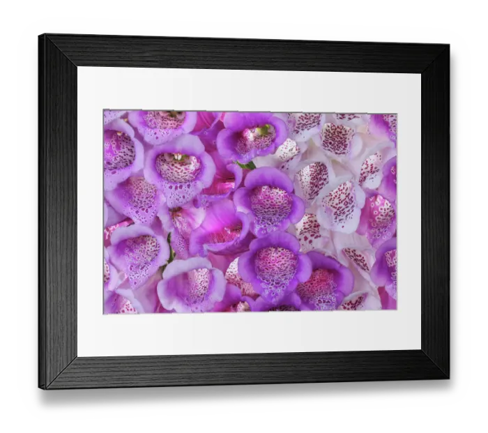 Framed Print : USA, Washington State, Seabeck. Foxglove blossoms close-up. ©Don Paulson / Jaynes Gallery / DanitaDelimont.com Framed Print : USA, Washington State, Seabeck. Foxglove blossoms close-up. ©Don Paulson / Jaynes Gallery / DanitaDelimont.com