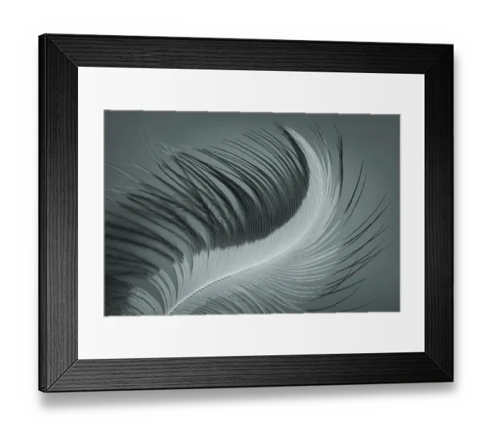 Framed Print : USA, Washington State, Seabeck. Great blue heron feather close-up. ©Don Paulson  /  Jaynes Gallery  /  DanitaDelimont.com