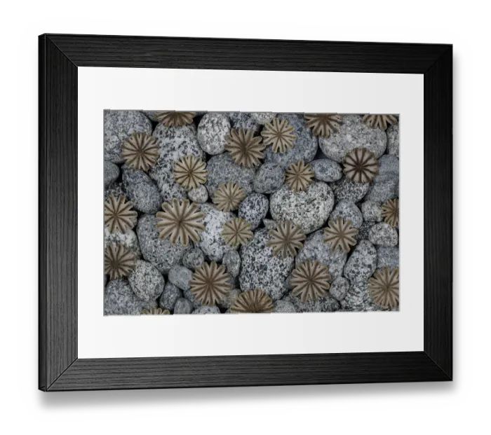Framed Print : USA, Washington State, Seabeck. Poppy seed heads on beach rocks. ©Don Paulson / Jaynes Gallery / DanitaDelimont.com Framed Print : USA, Washington State, Seabeck. Poppy seed heads on beach rocks. ©Don Paulson / Jaynes Gallery / DanitaDelimont.com